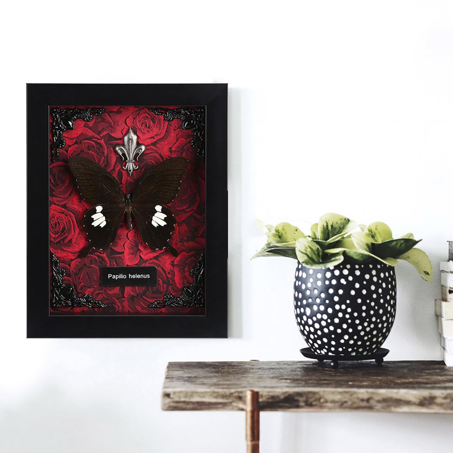 Real Butterfly Framed Taxidermy