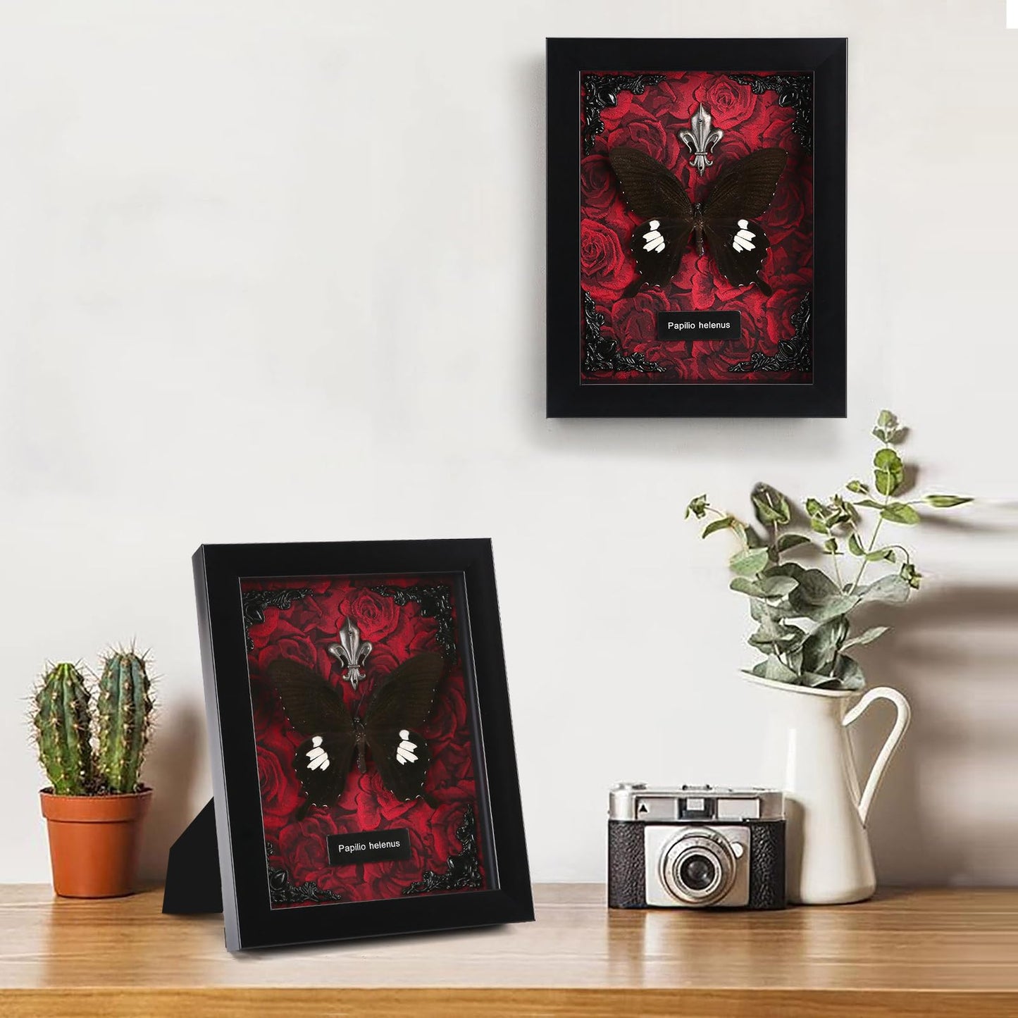 Real Butterfly Framed Taxidermy