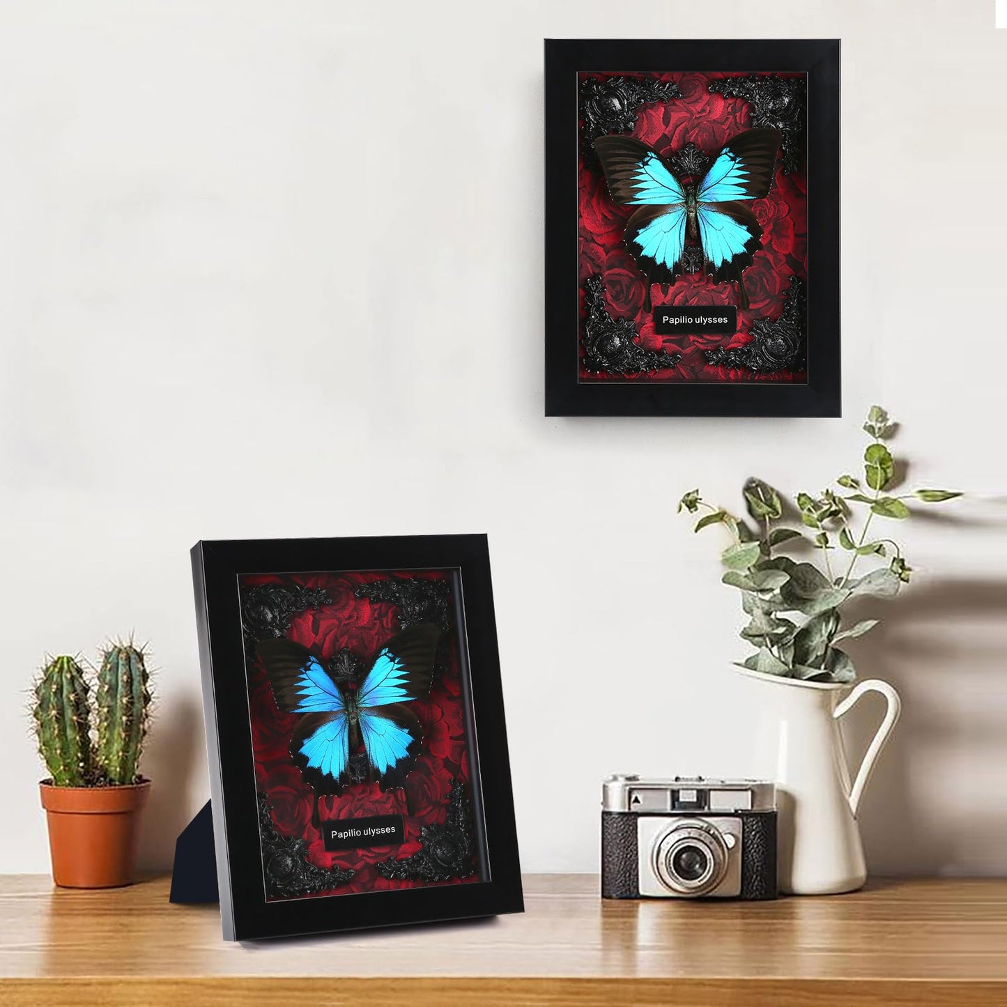 Real Butterfly Framed Taxidermy