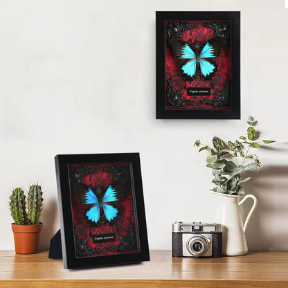 Real Butterfly Framed Taxidermy
