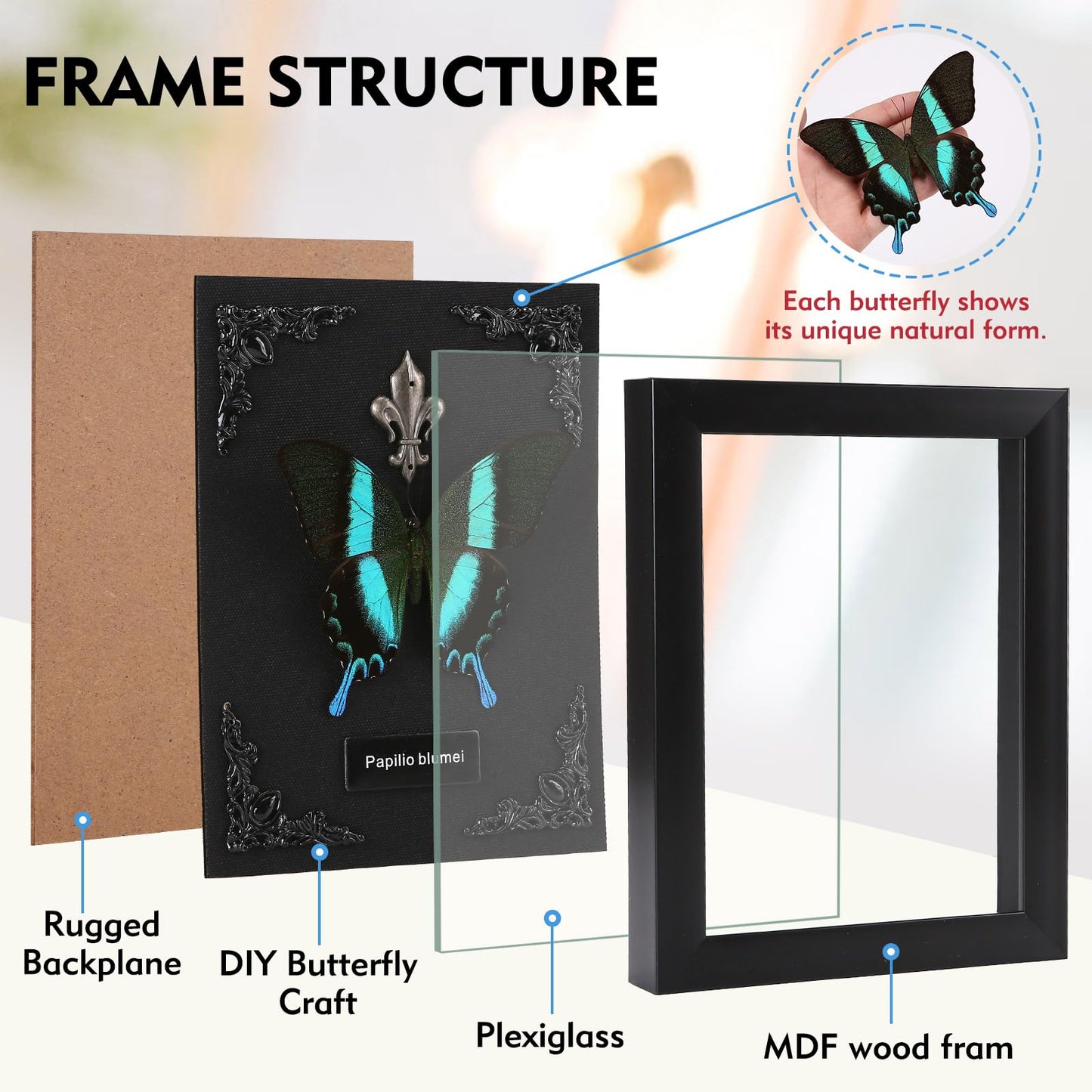 Real Butterfly Framed Taxidermy