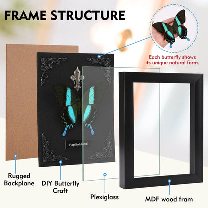 Real Butterfly Framed Taxidermy