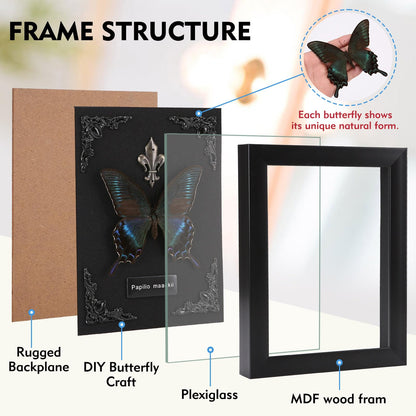 Real Butterfly Framed Taxidermy