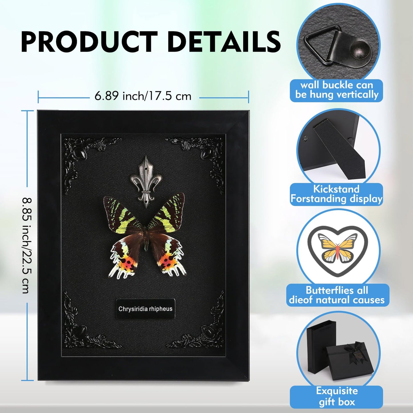 Real Butterfly Framed Taxidermy