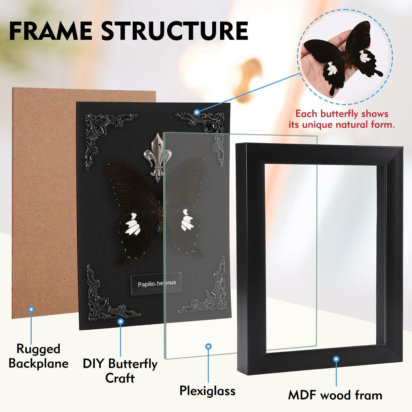 Real Butterfly Framed Taxidermy