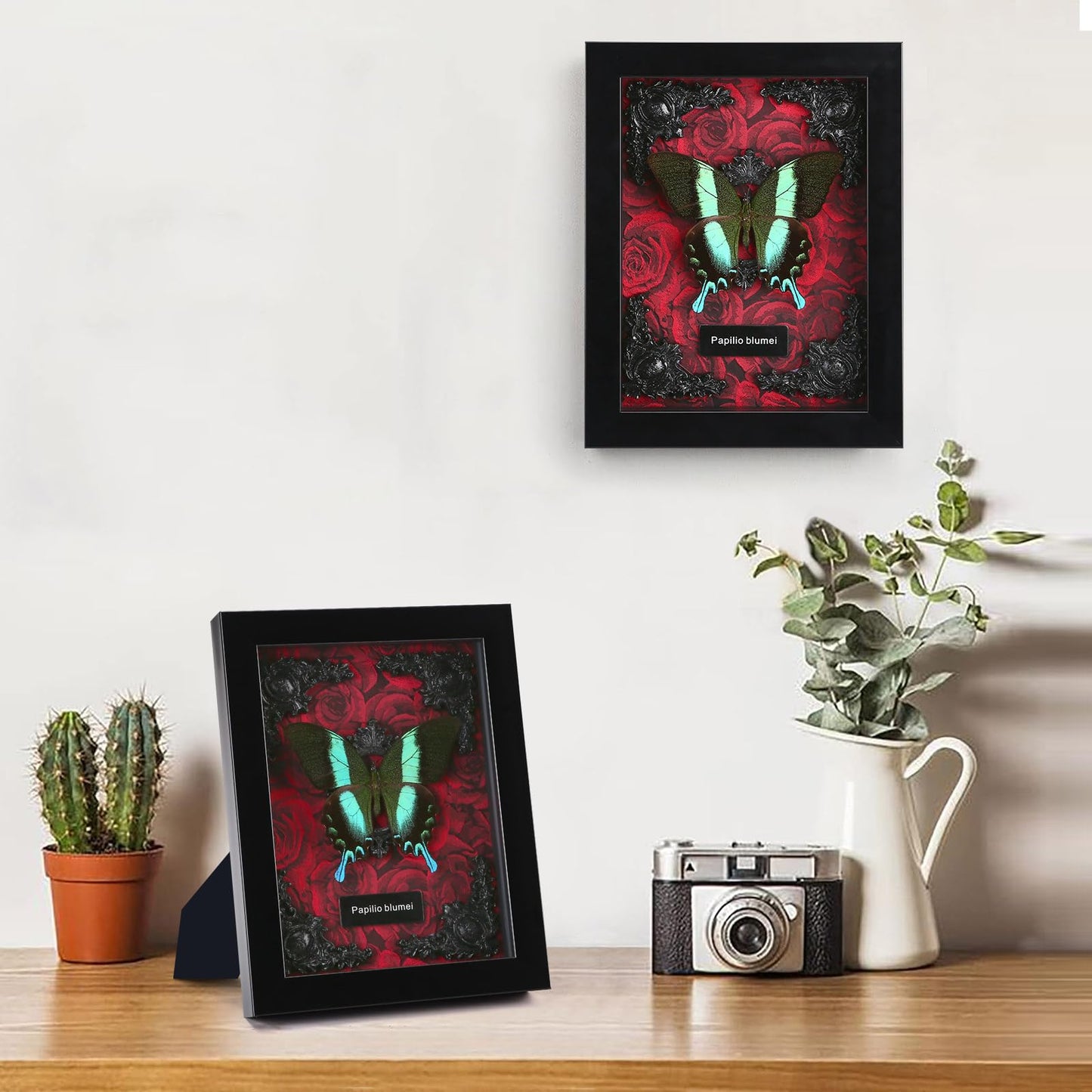 Real Butterfly Framed Taxidermy