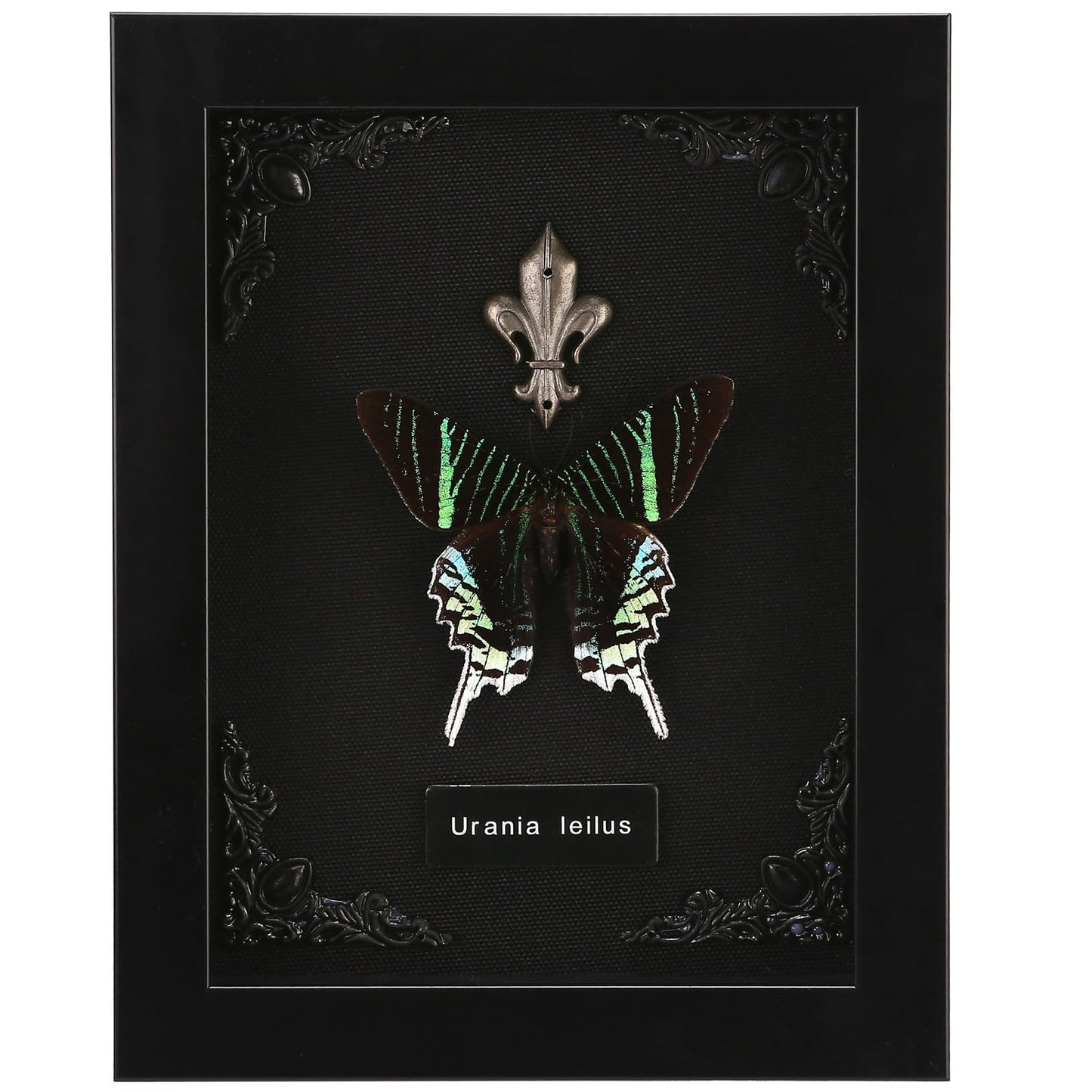 Real Butterfly Framed Taxidermy