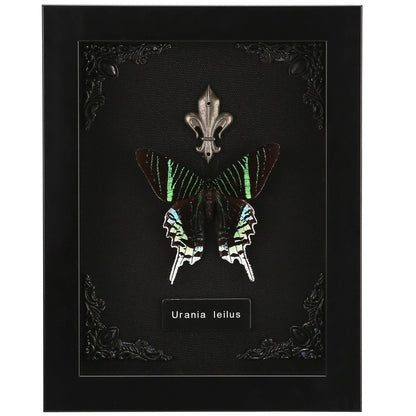 Real Butterfly Framed Taxidermy