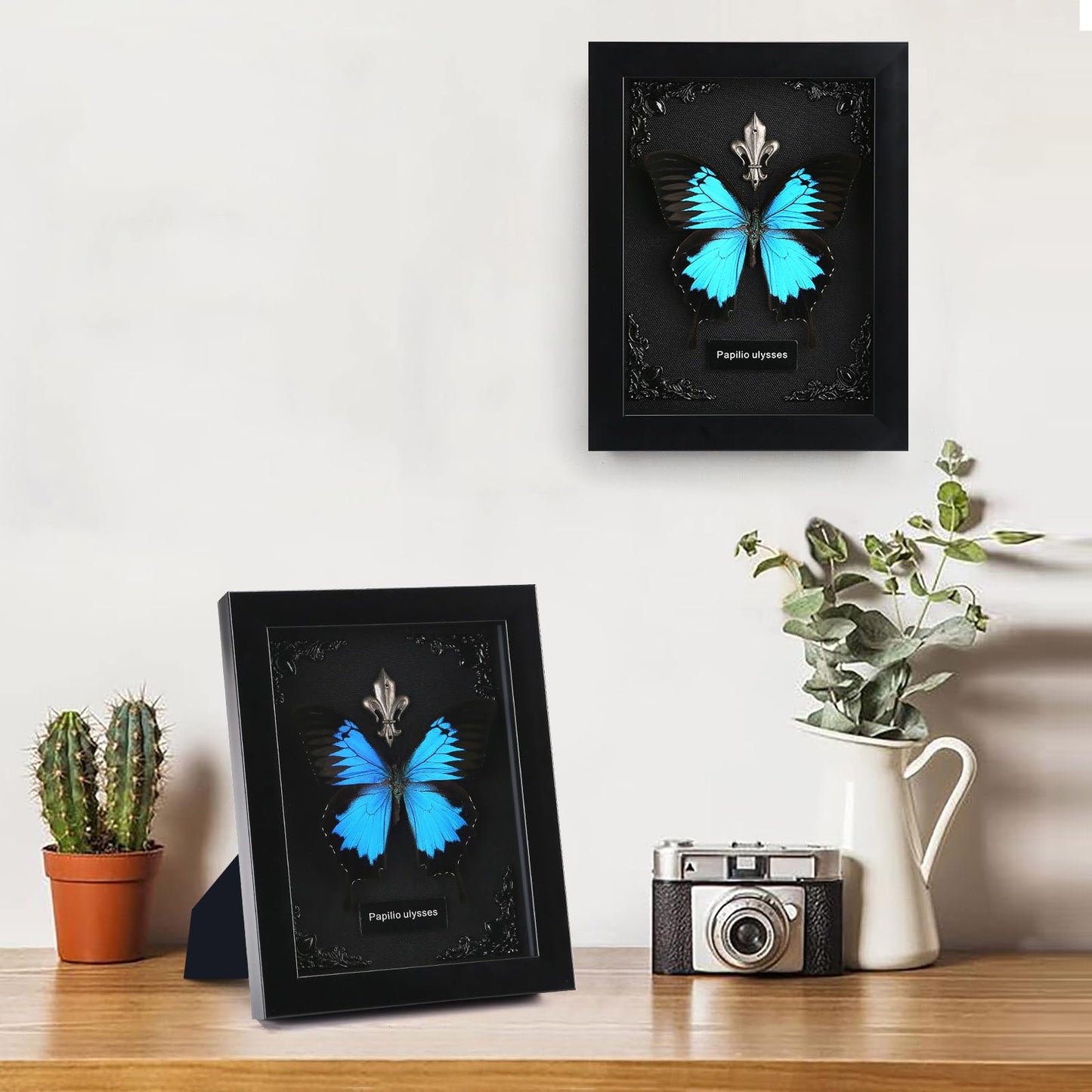 Real Butterfly Framed Taxidermy