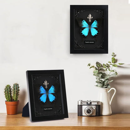 Real Butterfly Framed Taxidermy