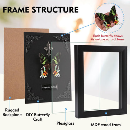 Real Butterfly Framed Taxidermy