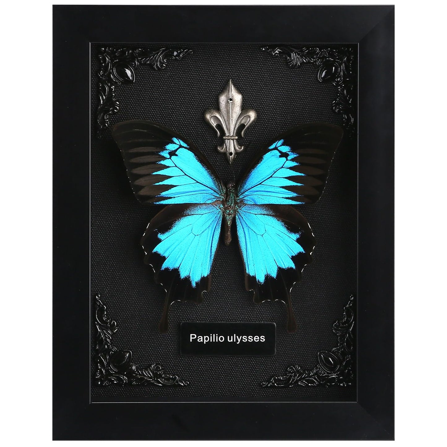 Real Butterfly Framed Taxidermy