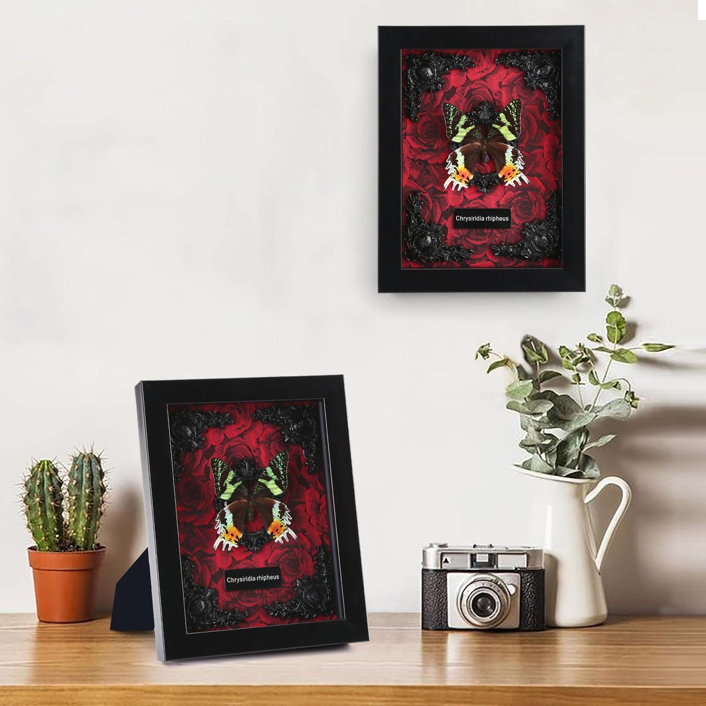 Real Butterfly Framed Taxidermy