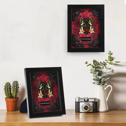 Real Butterfly Framed Taxidermy