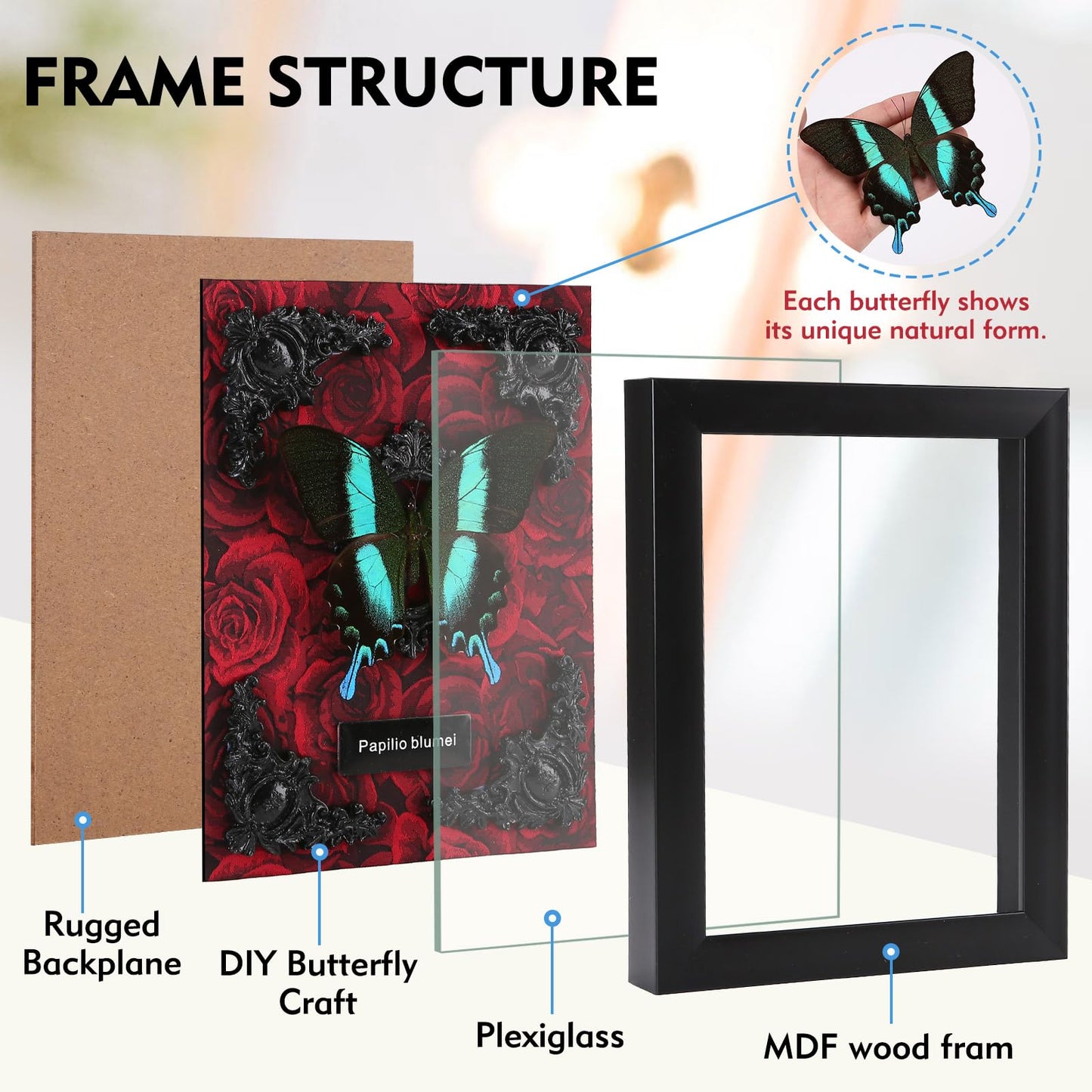 Real Butterfly Framed Taxidermy