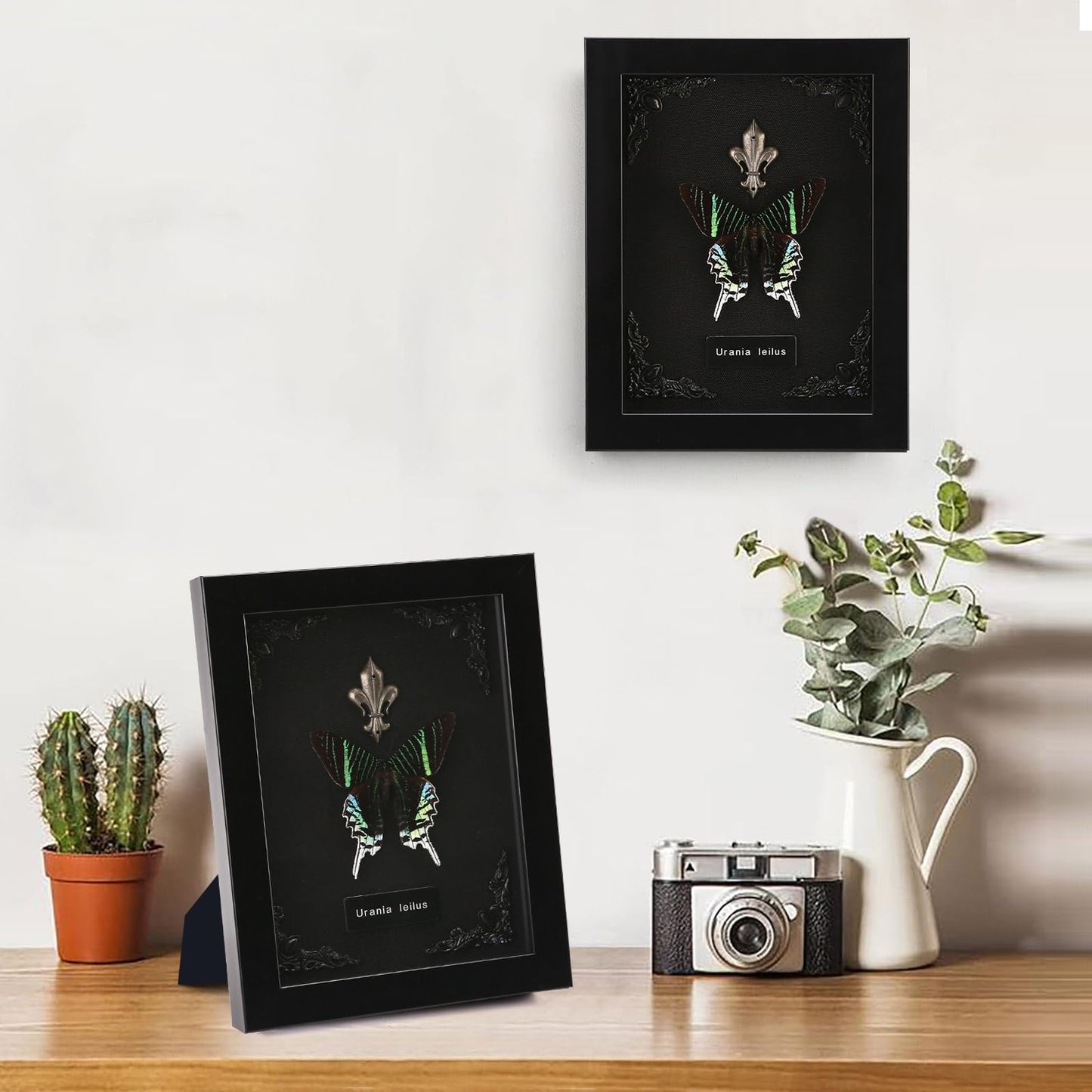 Real Butterfly Framed Taxidermy