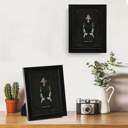 Real Butterfly Framed Taxidermy