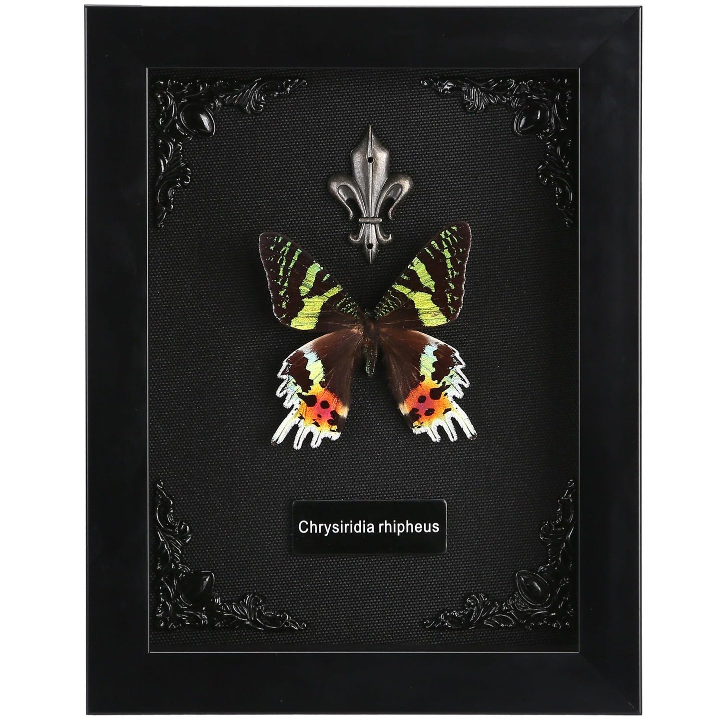 Real Butterfly Framed Taxidermy