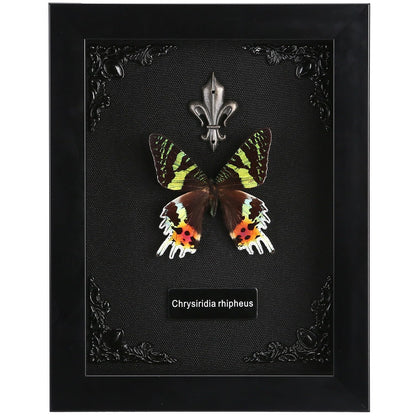 Real Butterfly Framed Taxidermy