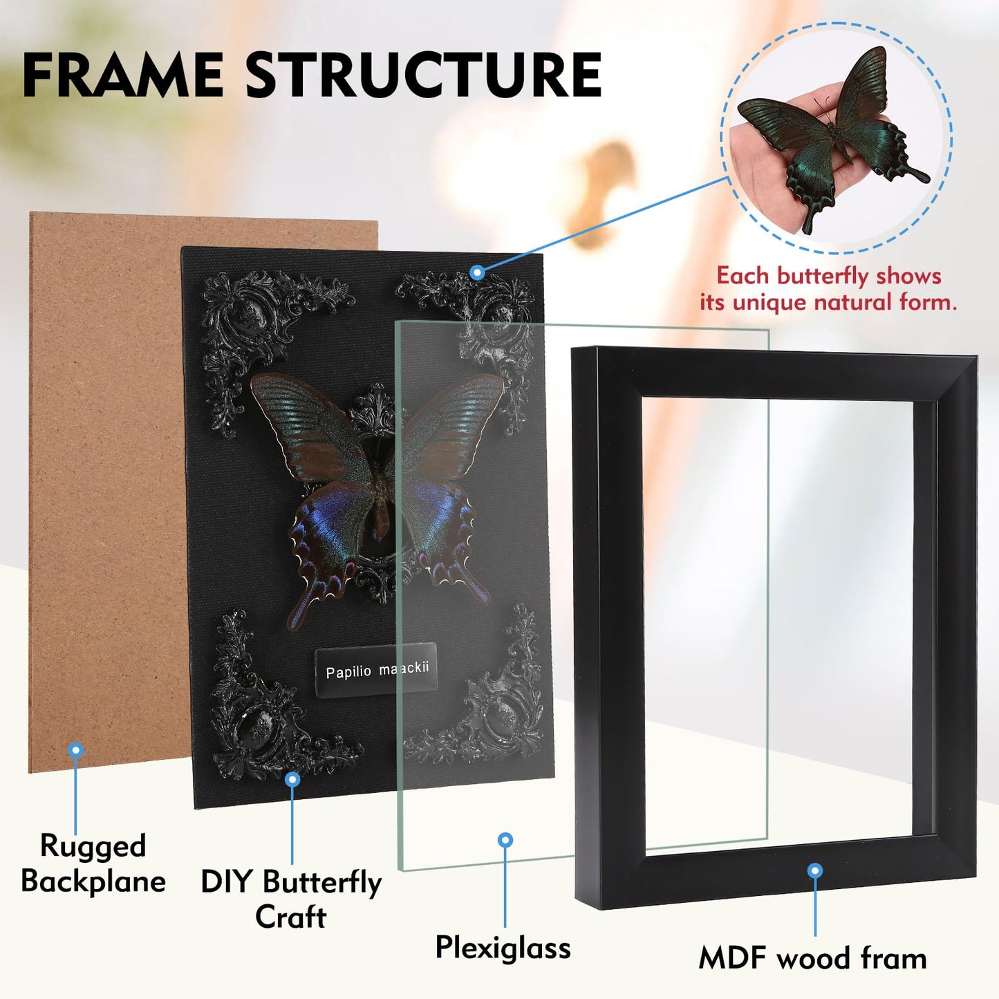 Real Butterfly Framed Taxidermy