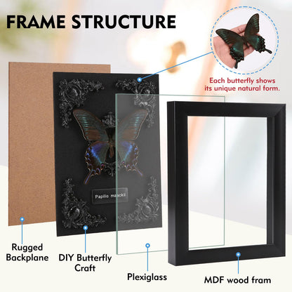 Real Butterfly Framed Taxidermy