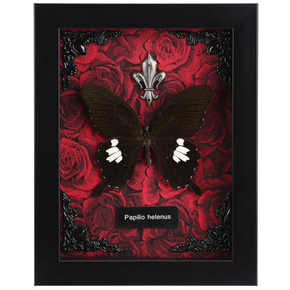 Real Butterfly Framed Taxidermy