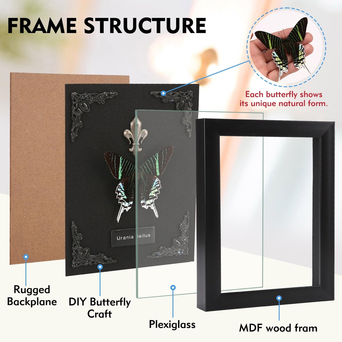 Real Butterfly Framed Taxidermy