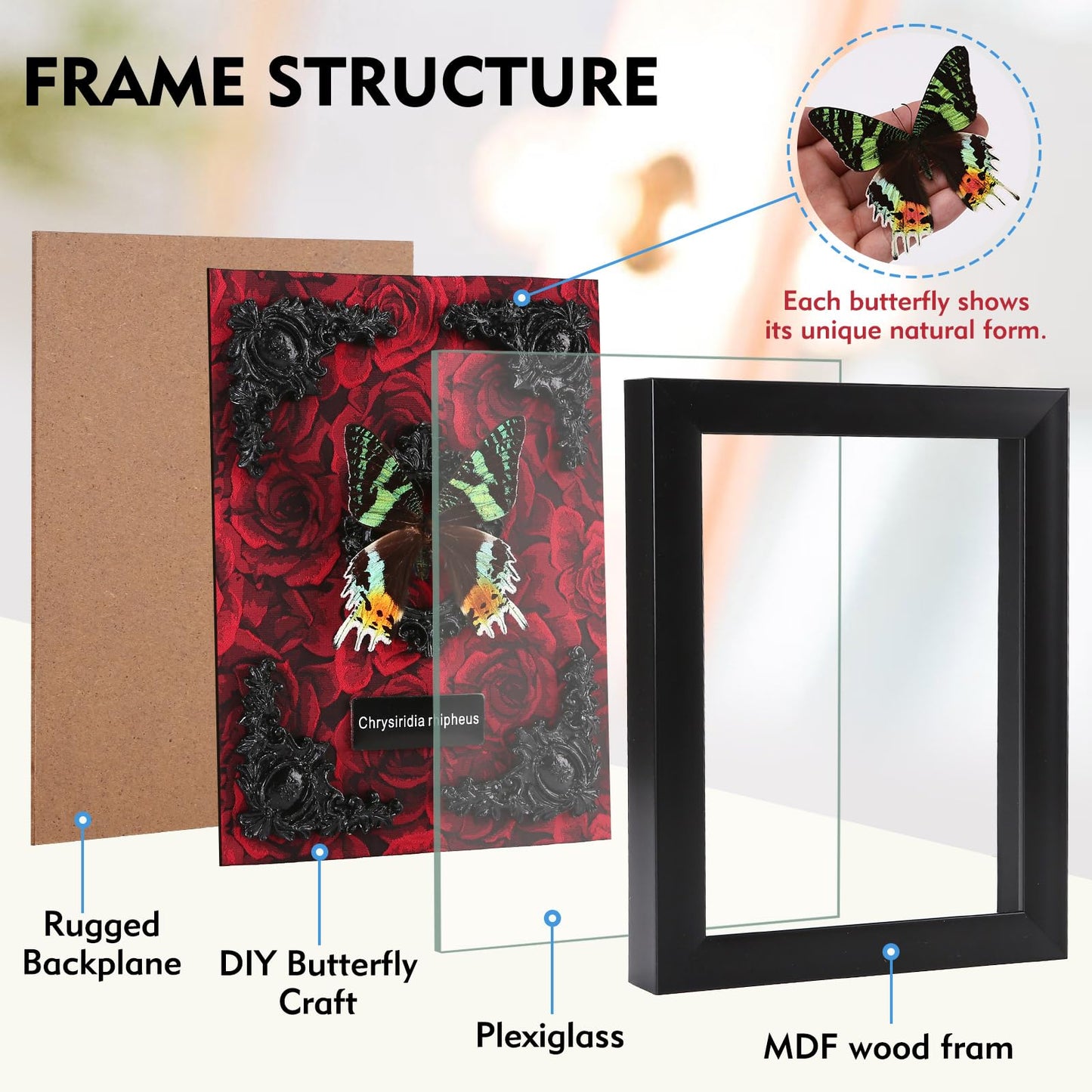 Real Butterfly Framed Taxidermy