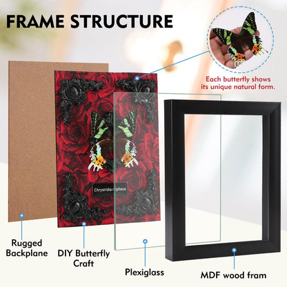 Real Butterfly Framed Taxidermy