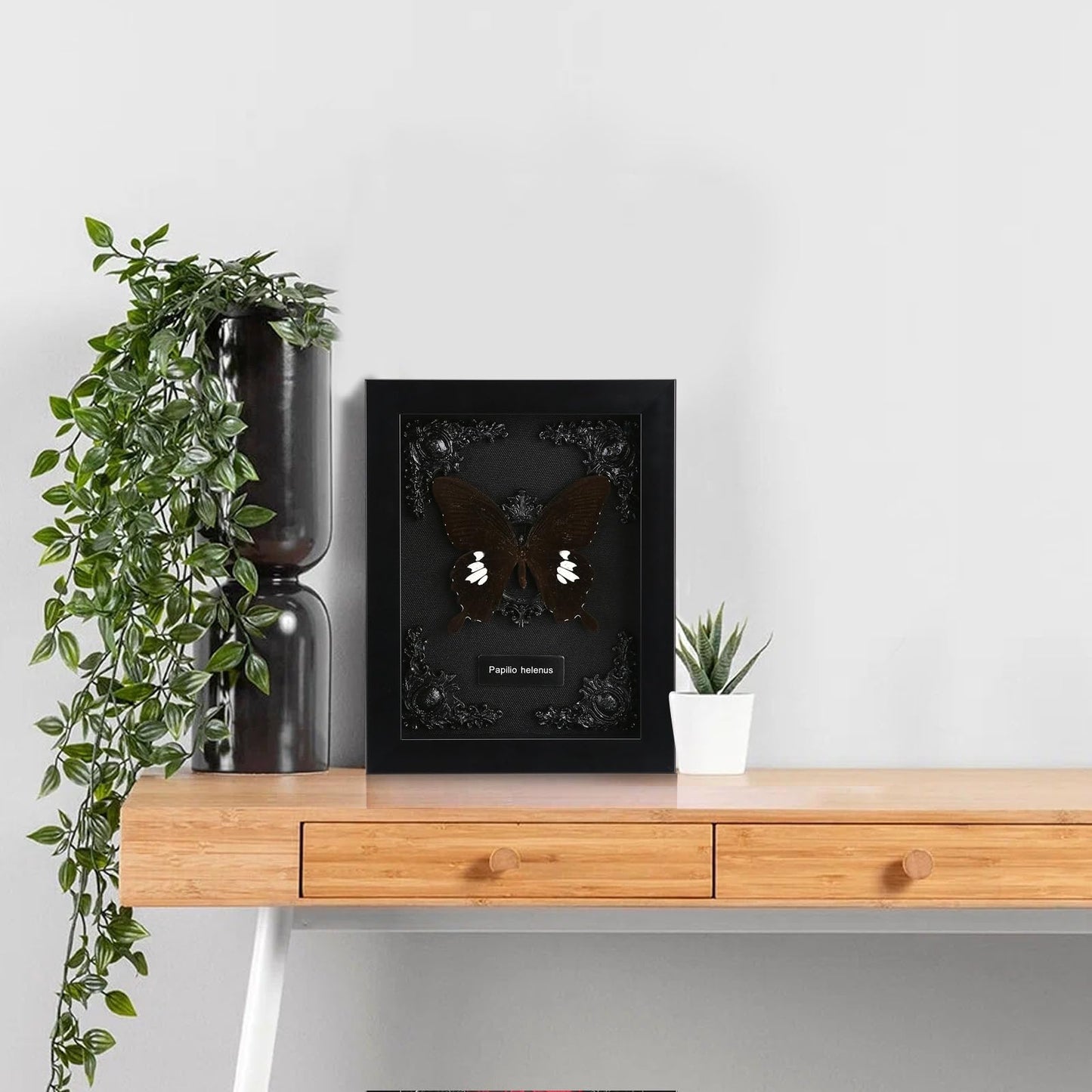 Real Butterfly Framed Taxidermy