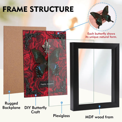 Real Butterfly Framed Taxidermy