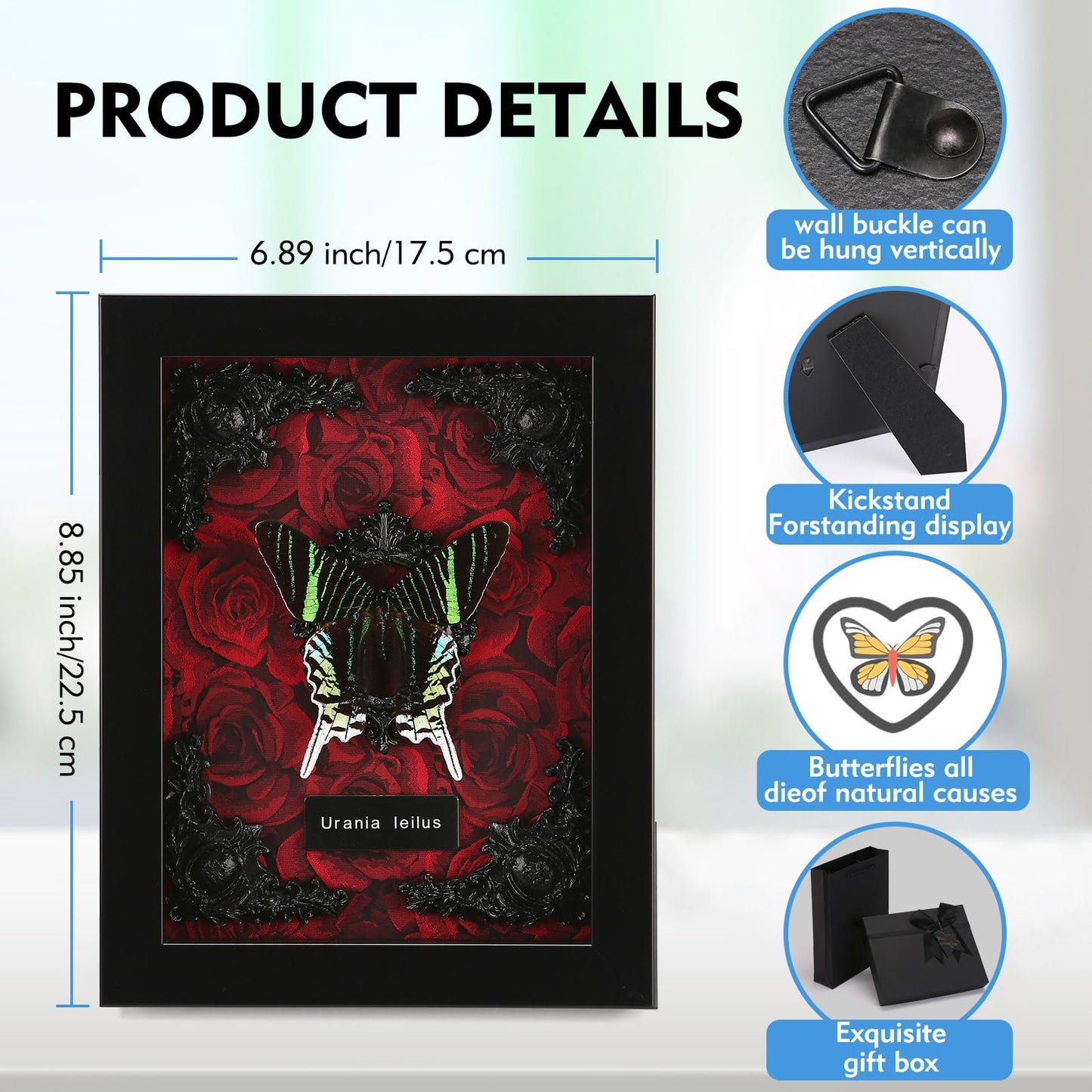 Real Butterfly Framed Taxidermy