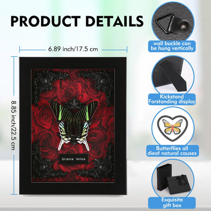 Real Butterfly Framed Taxidermy