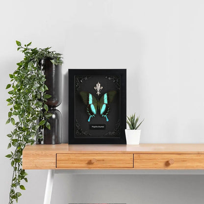 Real Butterfly Framed Taxidermy