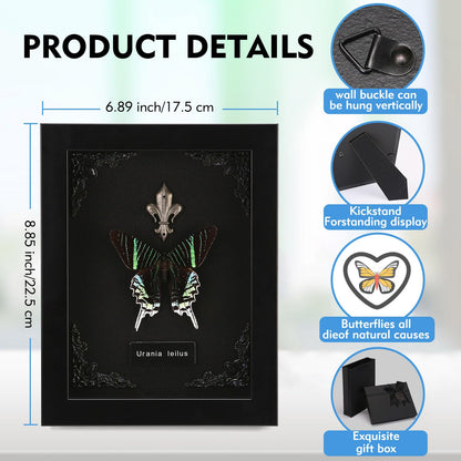 Real Butterfly Framed Taxidermy