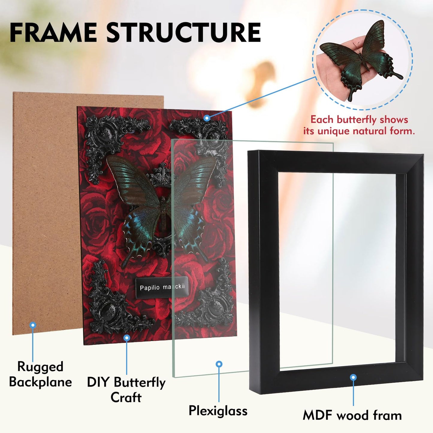 Real Butterfly Framed Taxidermy