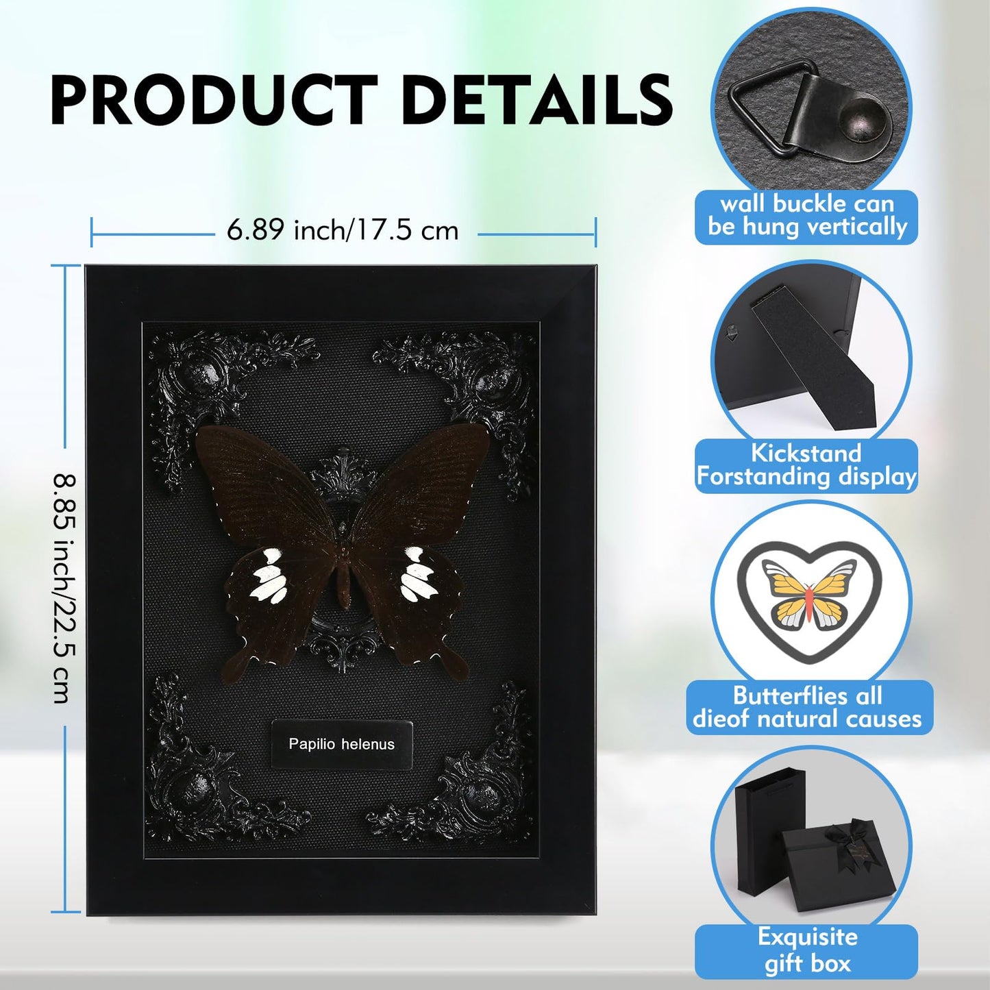 Real Butterfly Framed Taxidermy