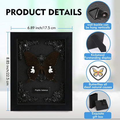 Real Butterfly Framed Taxidermy