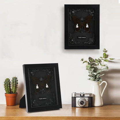 Real Butterfly Framed Taxidermy