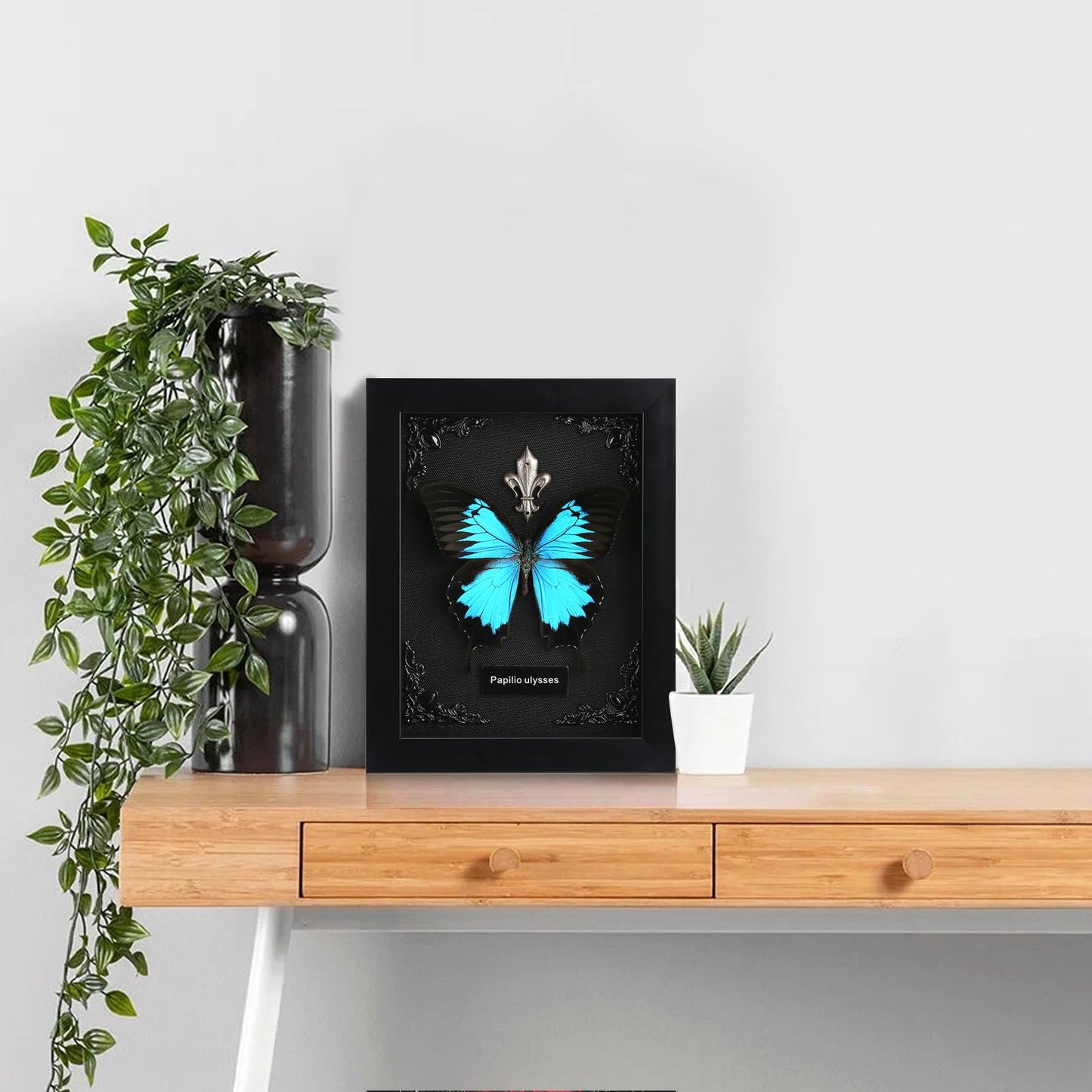 Real Butterfly Framed Taxidermy