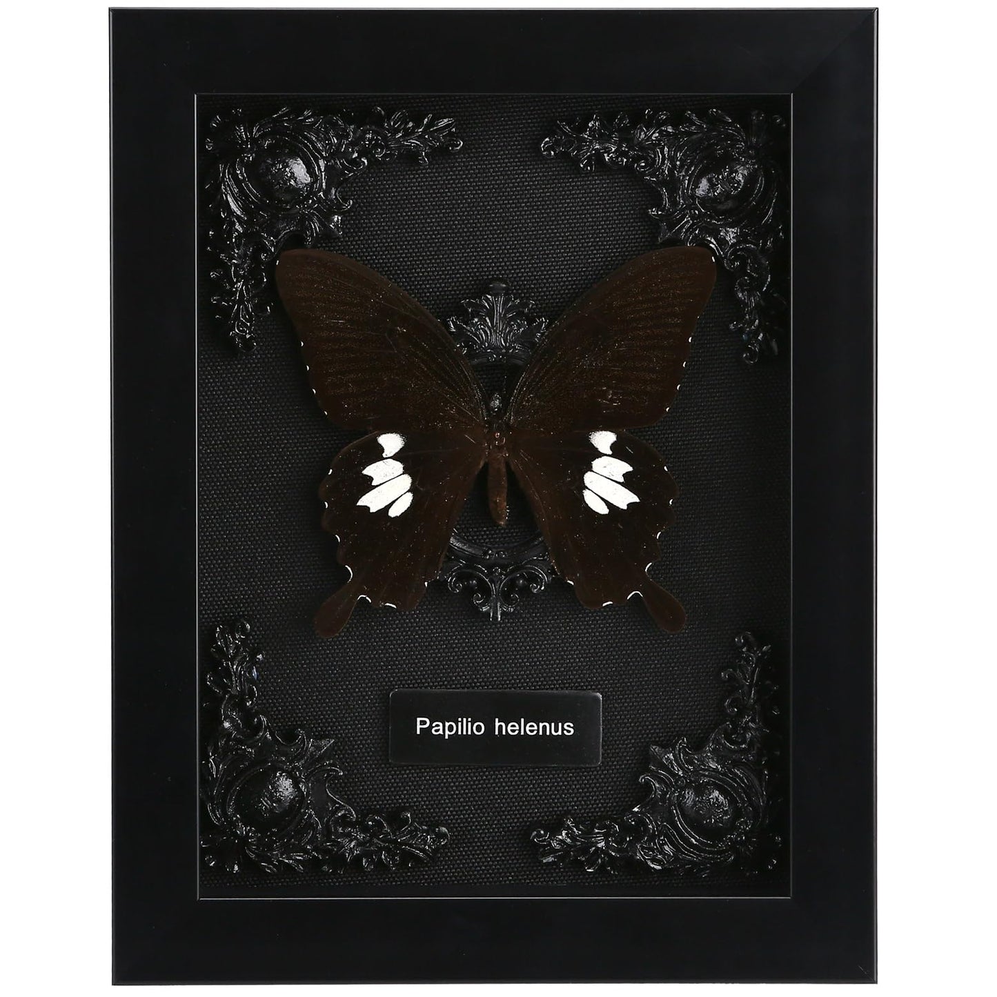 Real Butterfly Framed Taxidermy