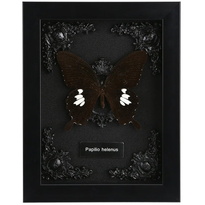 Real Butterfly Framed Taxidermy