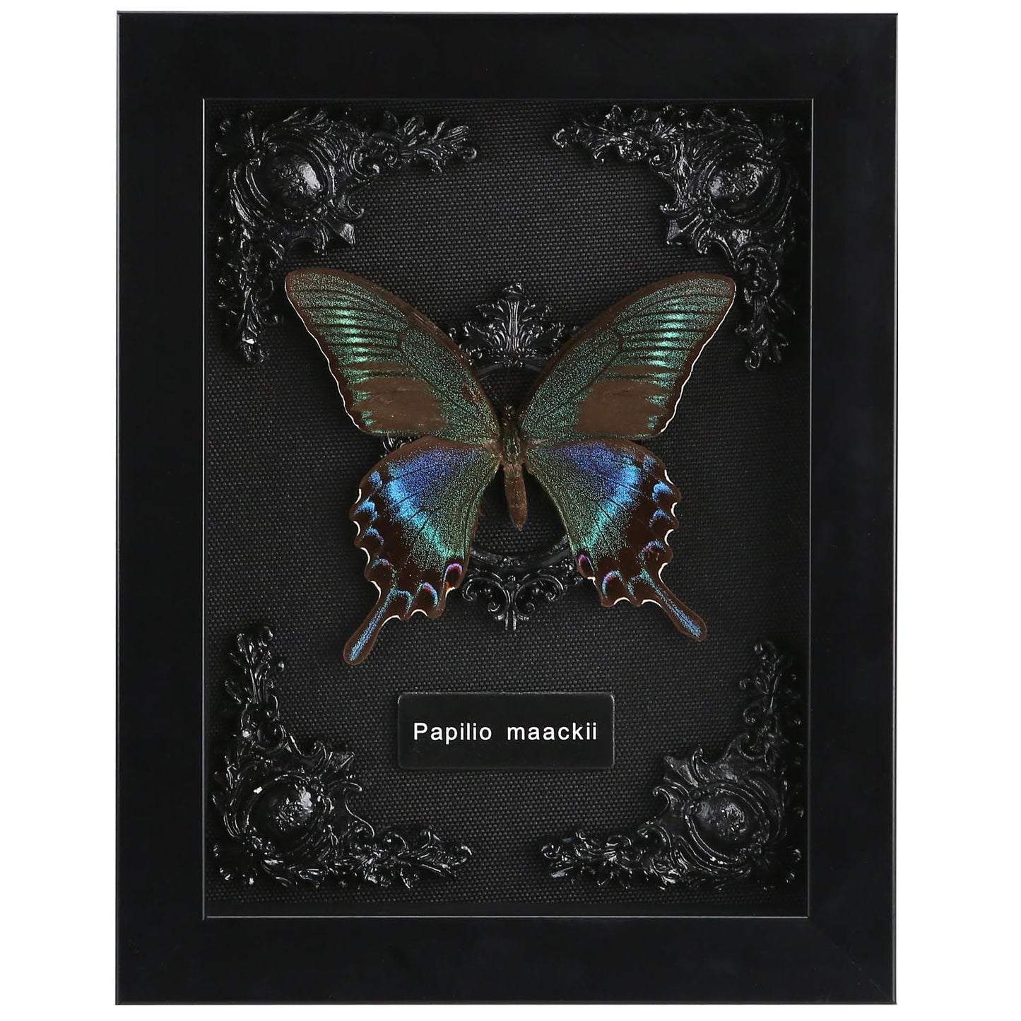 Real Butterfly Framed Taxidermy
