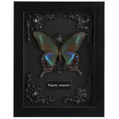 Real Butterfly Framed Taxidermy