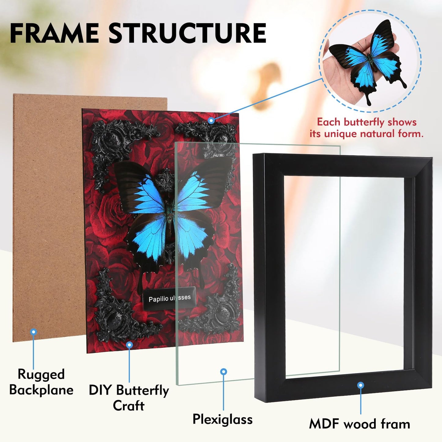 Real Butterfly Framed Taxidermy