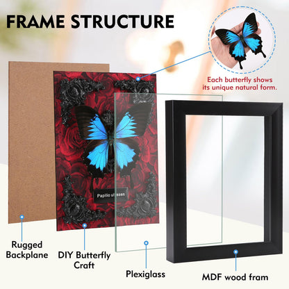 Real Butterfly Framed Taxidermy
