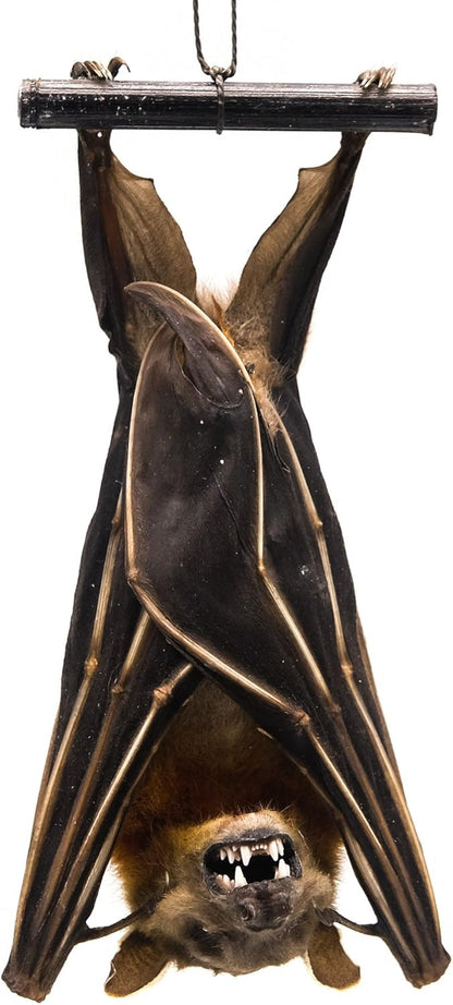 Real Hanging Short-Nosed Fruit Bat