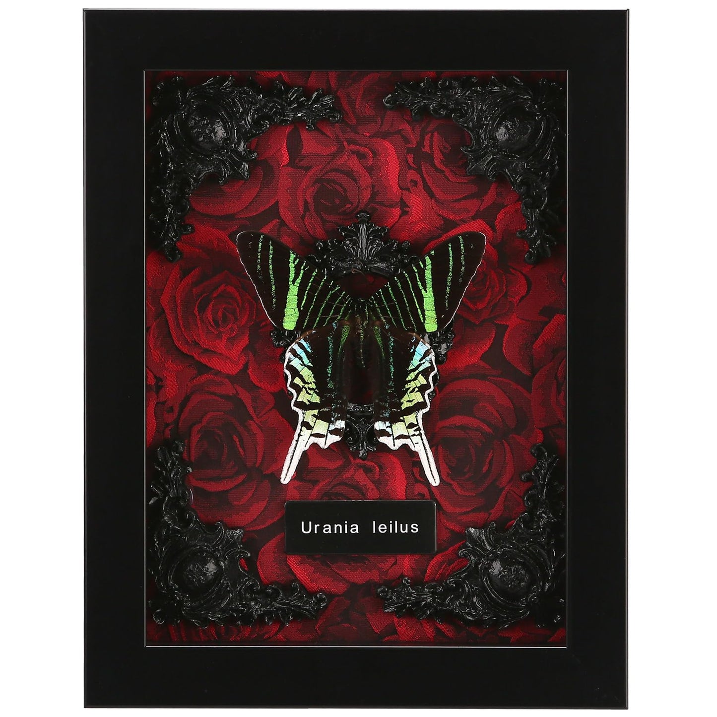 Real Butterfly Framed Taxidermy