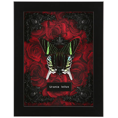 Real Butterfly Framed Taxidermy