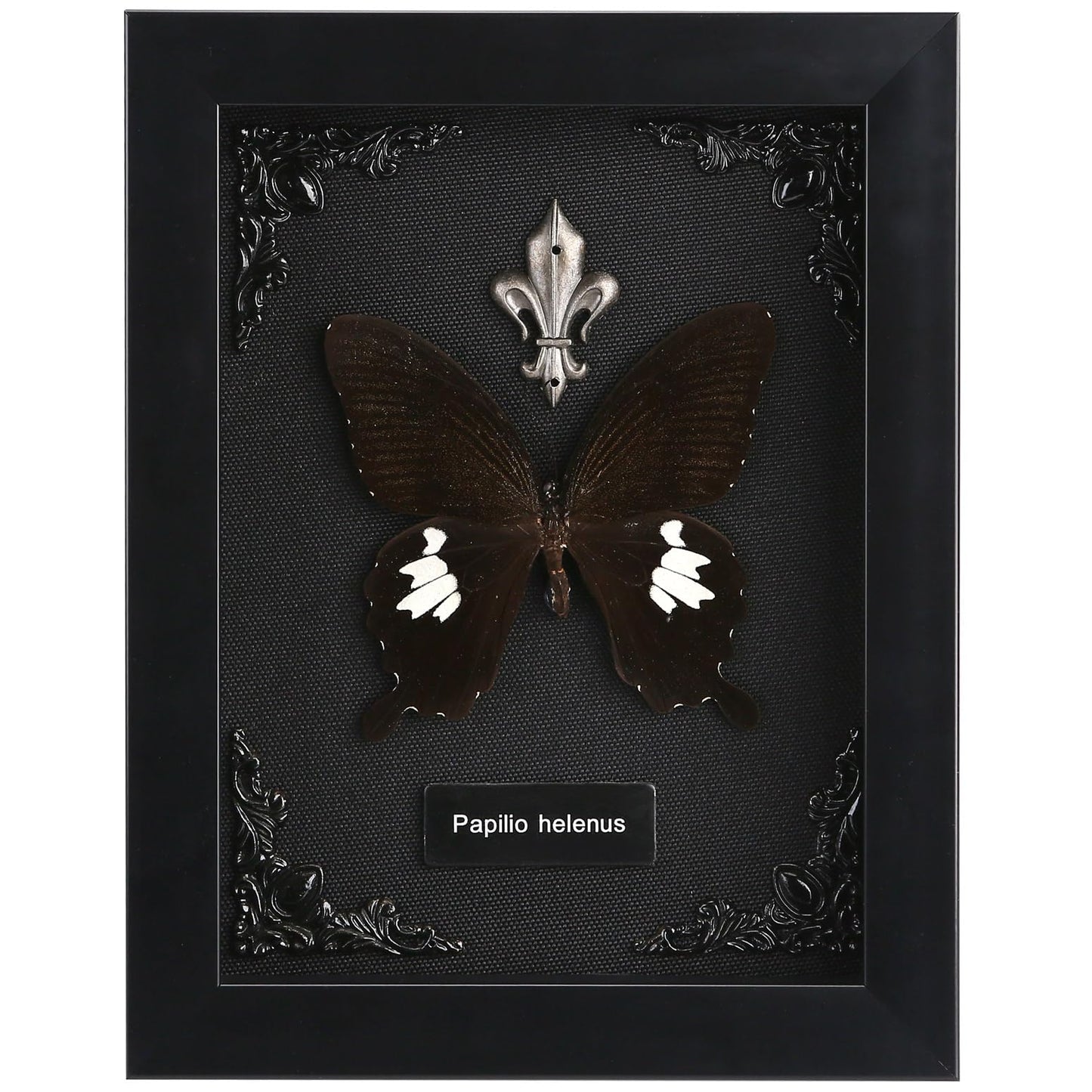 Real Butterfly Framed Taxidermy